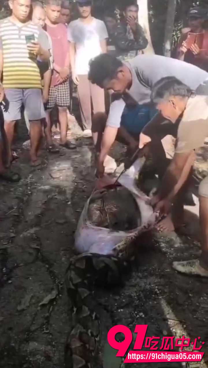 蟒蛇吞人被村民打死 剥开尸体惊悚发黑5
