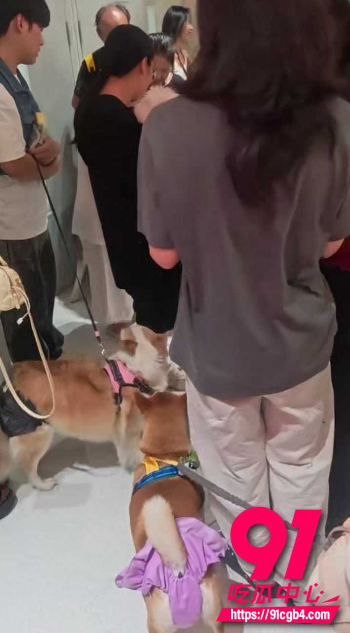 太原狗狗婚礼 3