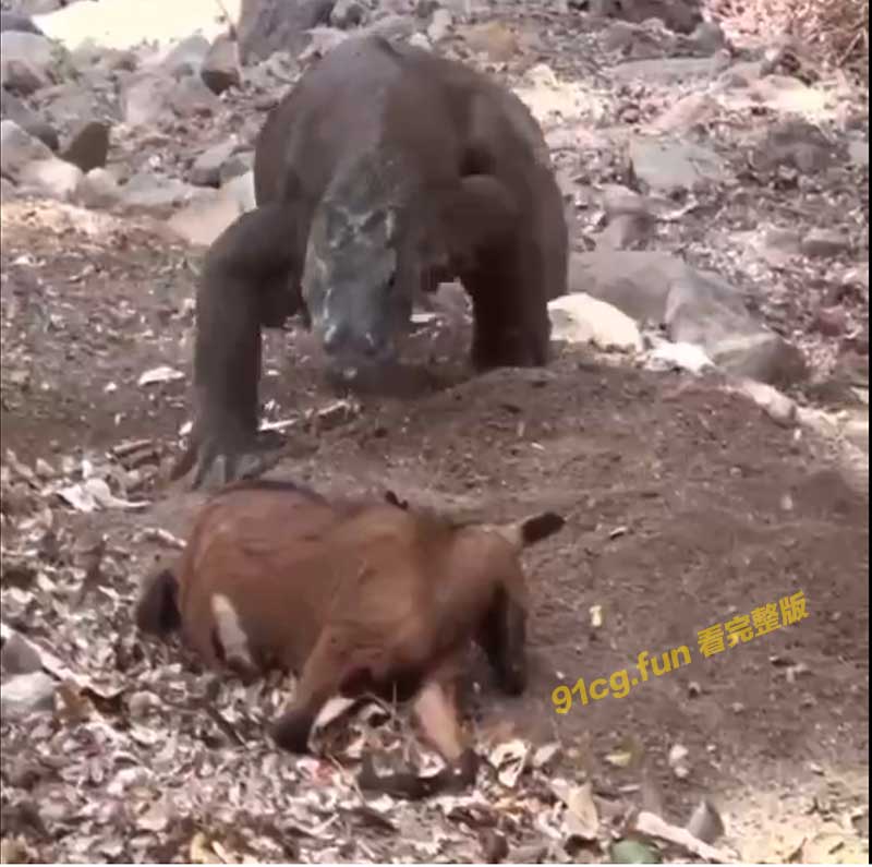 😱 科莫多 巨蜥 已经吞下了一只羊,但仍在努力寻找更多的猎物~