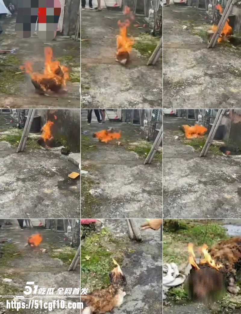广东揭阳4人虐狗事件04 广东揭阳4人虐狗事件04
