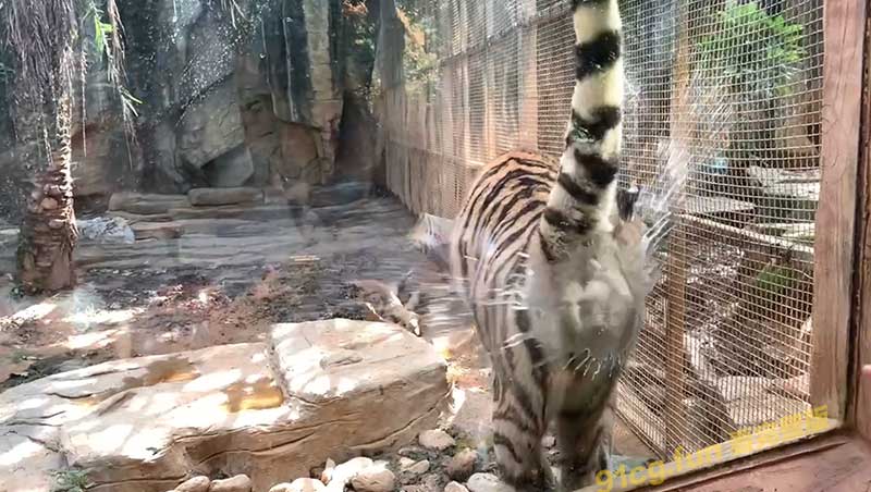 虎式肛砲