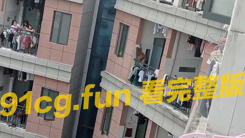 猴子参观学生宿舍 #猴子