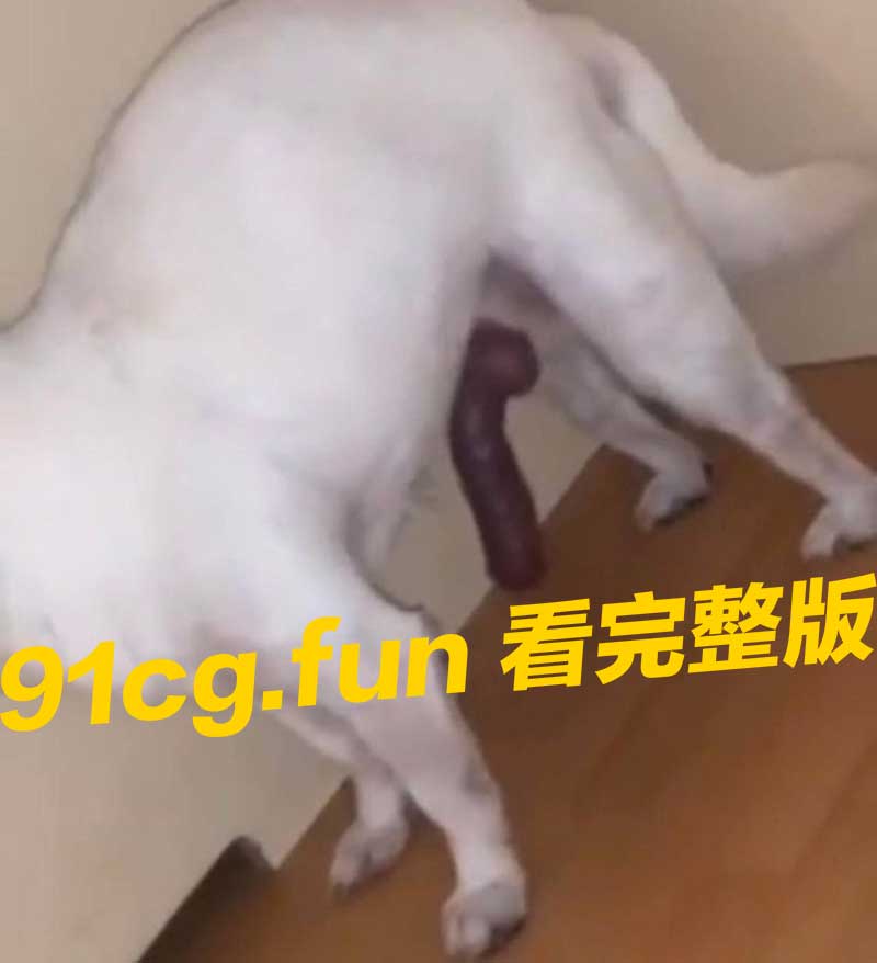 狗.jpg